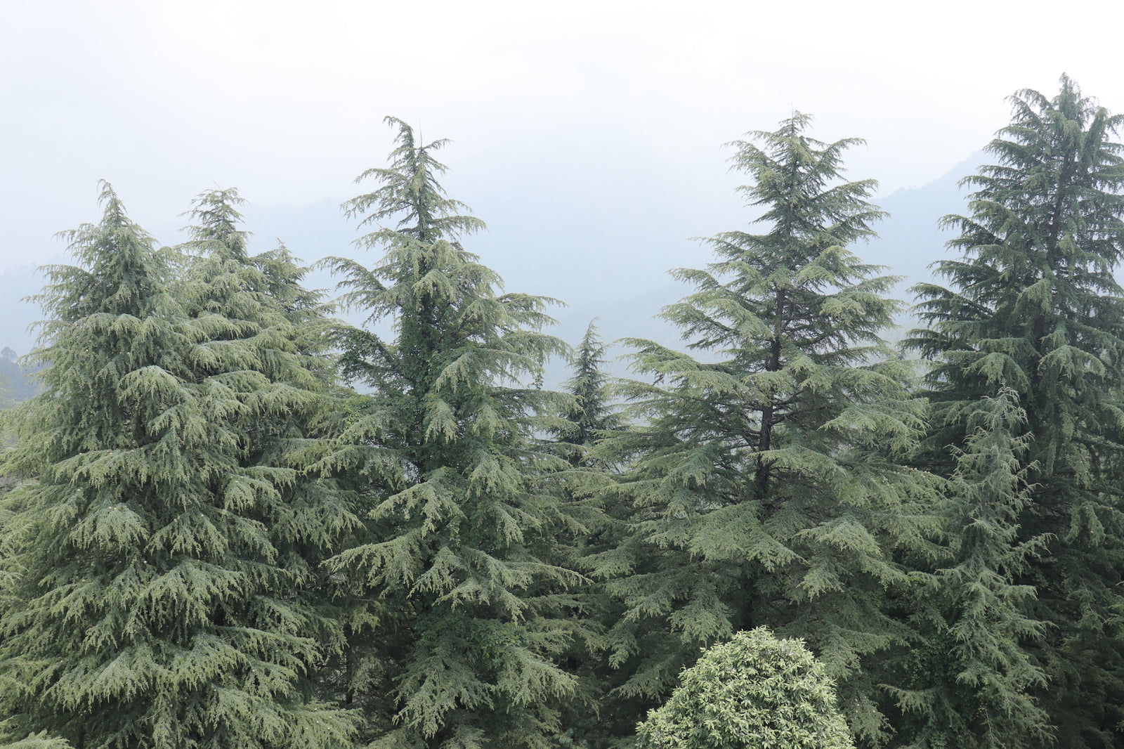 Himalayan Cedar (Cedrus deodara) - Ladybird Nursery