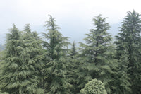 Himalayan Cedar (Cedrus deodara) - Ladybird Nursery