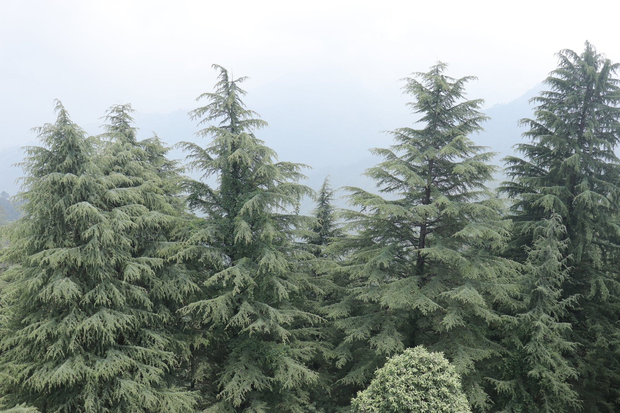 Himalayan Cedar (Cedrus deodara) - Ladybird Nursery