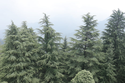 Himalayan Cedar (Cedrus deodara) - Ladybird Nursery