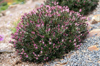 Hebe Chocolate Box 'Candy Cream' - Ladybird Nursery