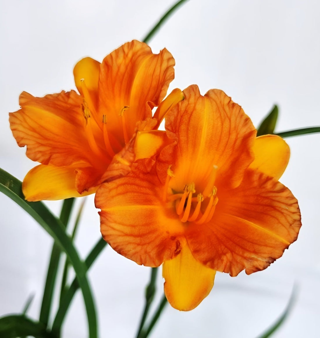 Daylily Stella Tangerine (Hemerocallis ) - Ladybird Nursery