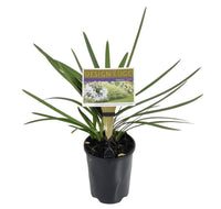 Agapanthus ‘Fireworks’ - Ladybird Nursery
