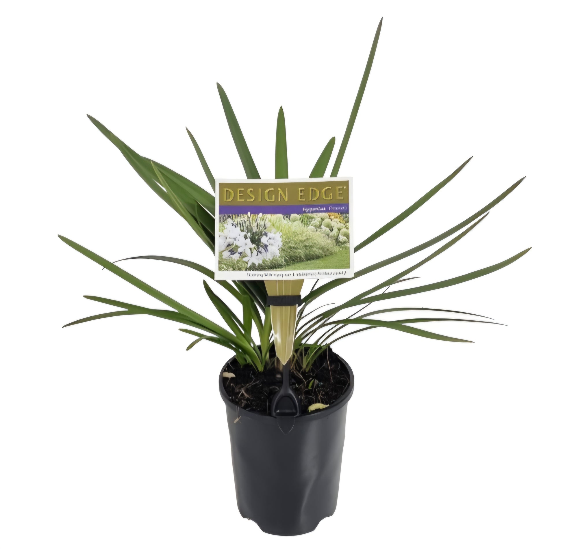 Agapanthus ‘Fireworks’ - Ladybird Nursery