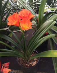 Clivia Multi - petal (Clivia miniata) - Large - Ladybird Nursery