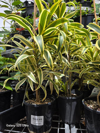 Song of India (Dracaena reflexa) - Ladybird Nursery