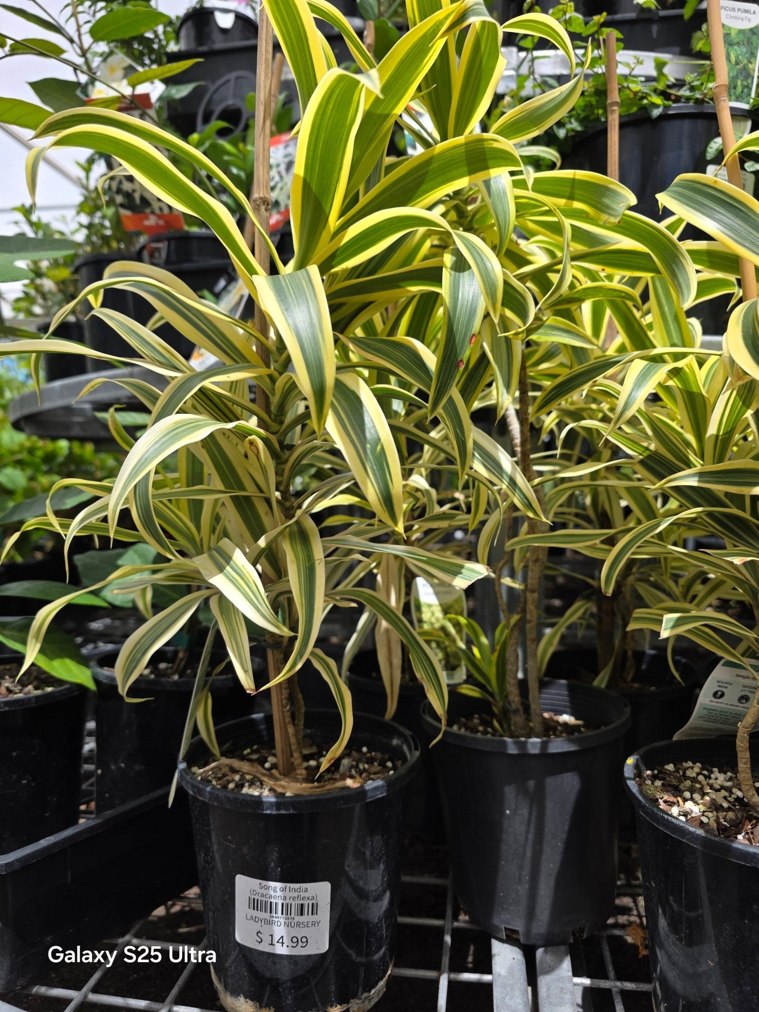 Song of India (Dracaena reflexa) - Ladybird Nursery