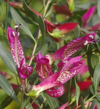 Emu Bush 'Magic Blush' (Eremophila maculata) - Ladybird Nursery