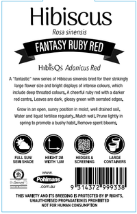 Hibiscus 'Fantasy Ruby Red' (Hibiscus rosa-sinensis) - Ladybird Nursery