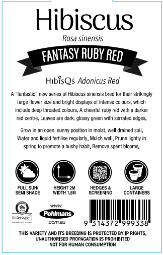 Hibiscus 'Fantasy Ruby Red' (Hibiscus rosa-sinensis) - Ladybird Nursery