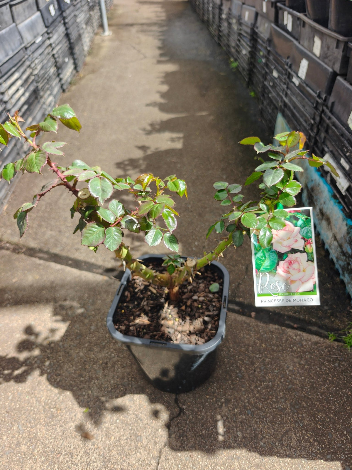 Rose 'Princess De Monaco' - Large - Ladybird Nursery