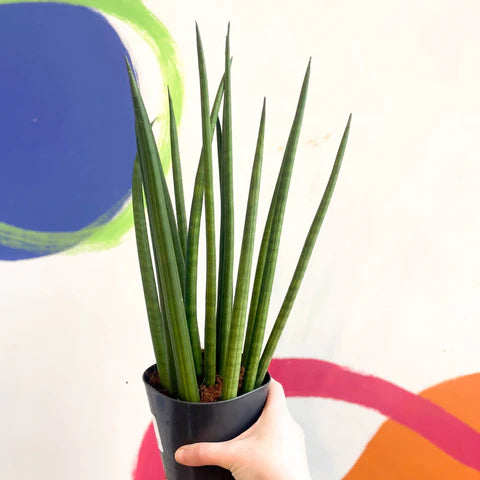 Snake Plant (Sansevieria stuckyi)