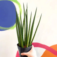 Snake Plant (Sansevieria stuckyi) - Ladybird Nursery