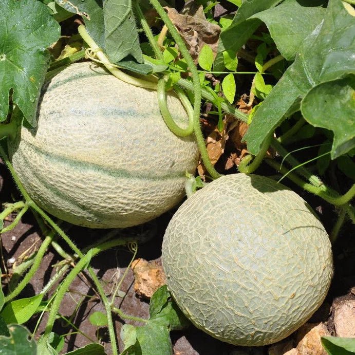 Rockmelon 'Hales Best' (Pickup Only) - Ladybird Nursery