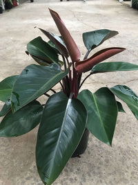 Philodendron Congo