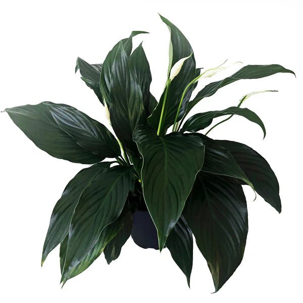Peace Lily Sweet Romano (Spathiphyllum) - Ladybird Nursery
