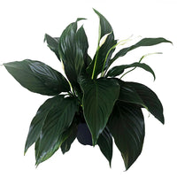 Peace Lily Sweet Romano (Spathiphyllum)