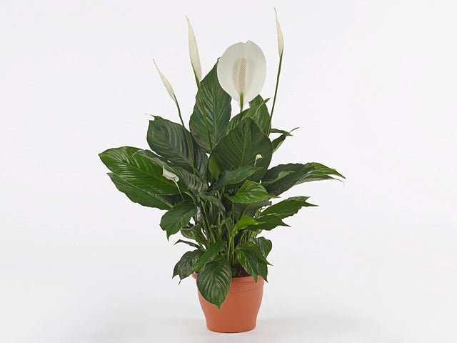 Peace Lily Sweet Romano (Spathiphyllum) - Ladybird Nursery
