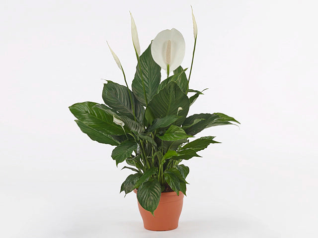 Peace Lily Sweet Romano (Spathiphyllum)