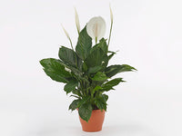 Peace Lily Sweet Romano (Spathiphyllum)