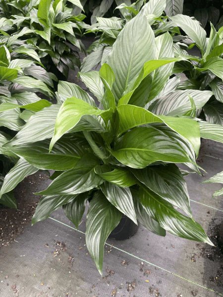 Peace Lily Sweet Romano (Spathiphyllum) - Ladybird Nursery