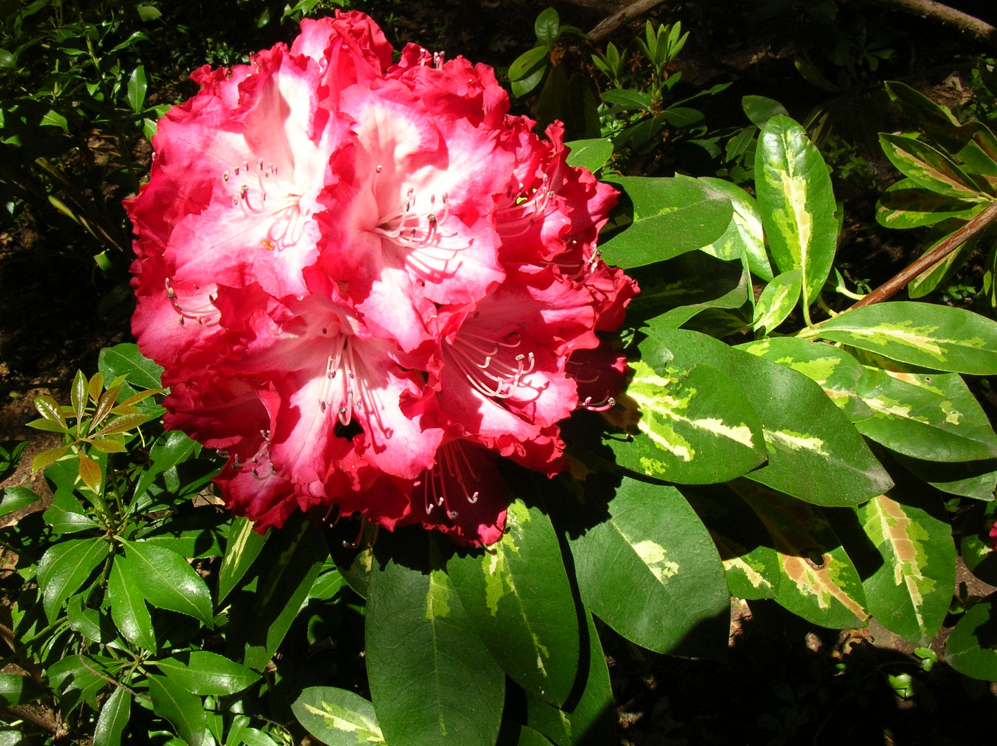 Rhododendron President Roosevelt