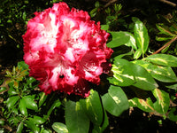 Rhododendron President Roosevelt