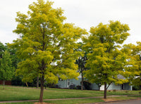 Black Locust Frisia (Robinia pseudoacacia)