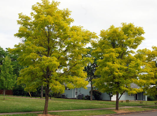 Black Locust Frisia (Robinia pseudoacacia)