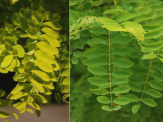 Black Locust Frisia (Robinia pseudoacacia) - Ladybird Nursery