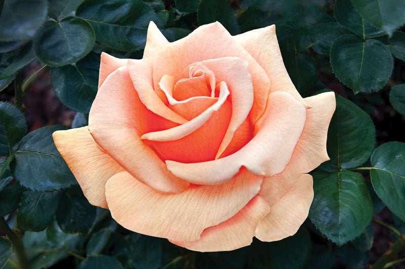 Rose Brandy Hybrid Tea 2 ft Standards (Rosa) - Ladybird Nursery