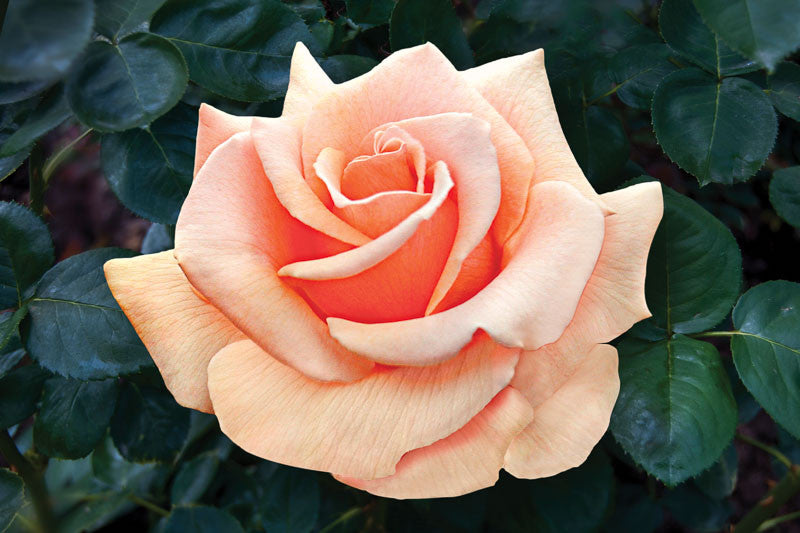 Rose Brandy Hybrid Tea 2 ft Standards (Rosa)