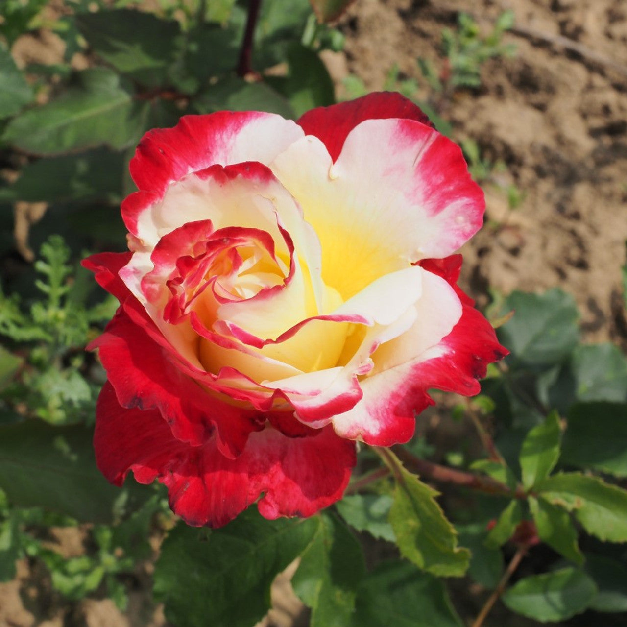Rose 'Double Delight'