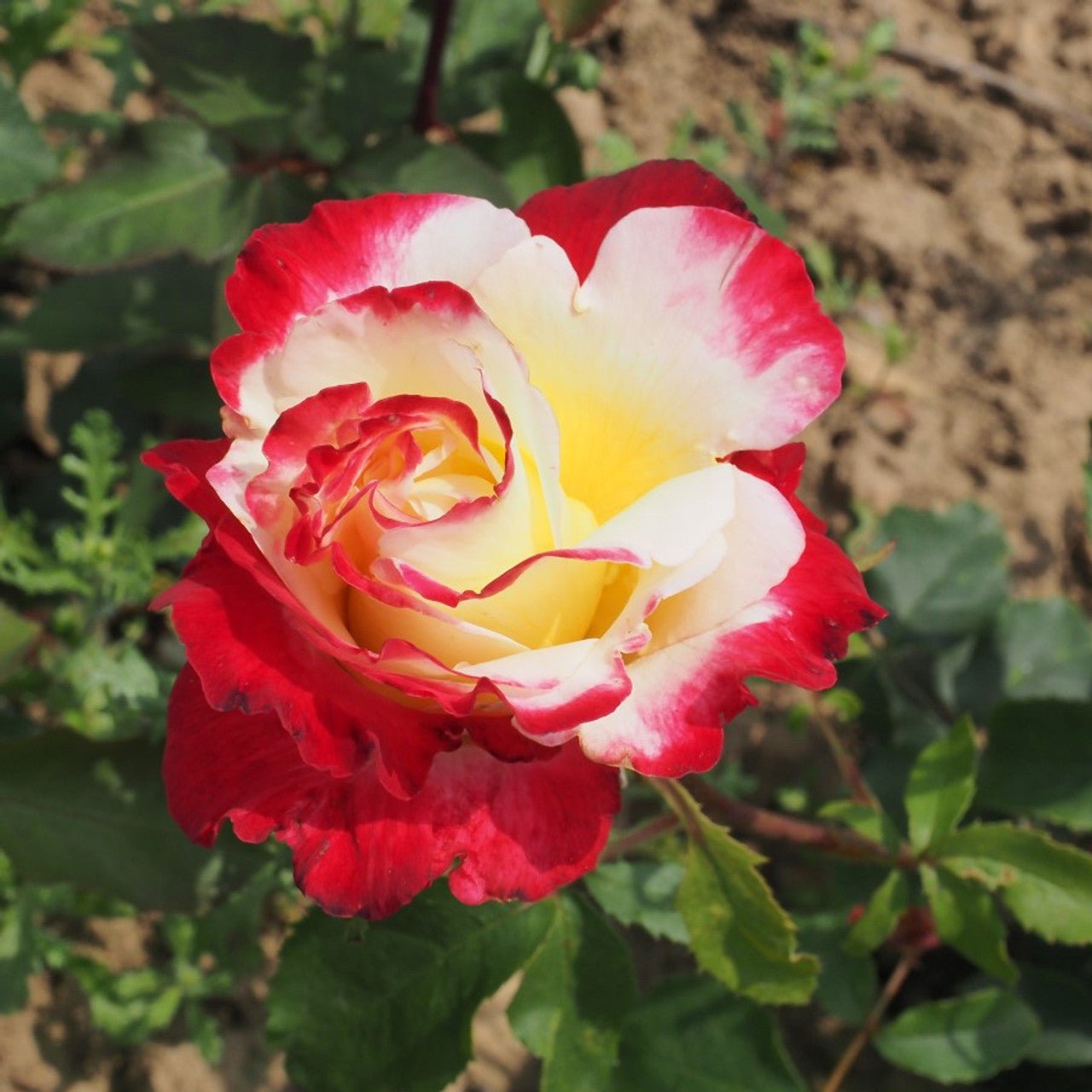 Rose 'Double Delight' - Ladybird Nursery
