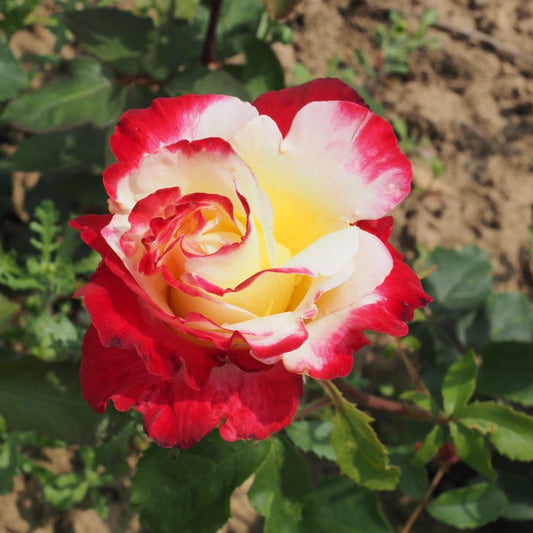 Rose 'Double Delight'