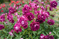Rose Burgundy Iceberg 2 ft Standards (Rosa) - Ladybird Nursery
