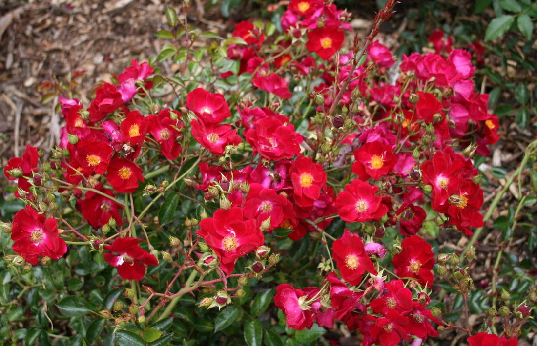 Rose Flower Carpet Red (Rosa) - Ladybird Nursery