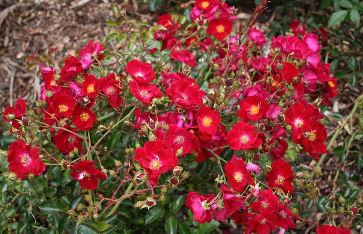Rose Flower Carpet Red (Rosa)