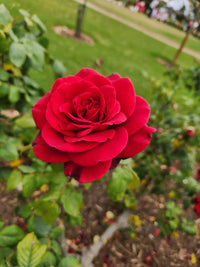 Rose Camp David 2 ft Standards (Rosa)