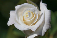 Rose John F Kennedy (Rosa) - Ladybird Nursery