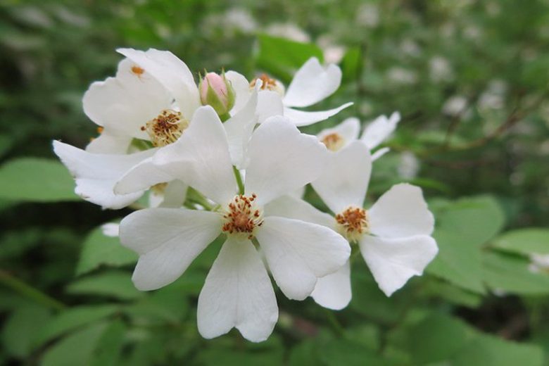Rose Pink (Rosa multiflora) - Ladybird Nursery