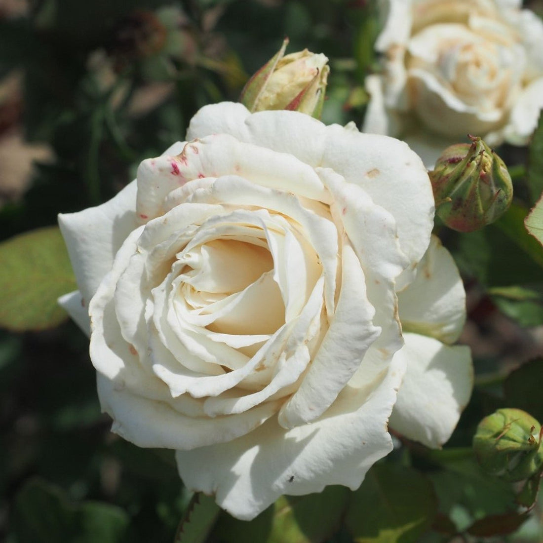 Rose Pascali (Rosa) - Ladybird Nursery