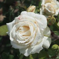 Rose Pascali (Rosa)