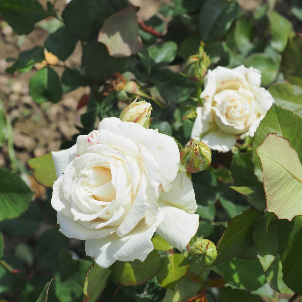 Rose Pascali 2 ft Standards (Rosa)