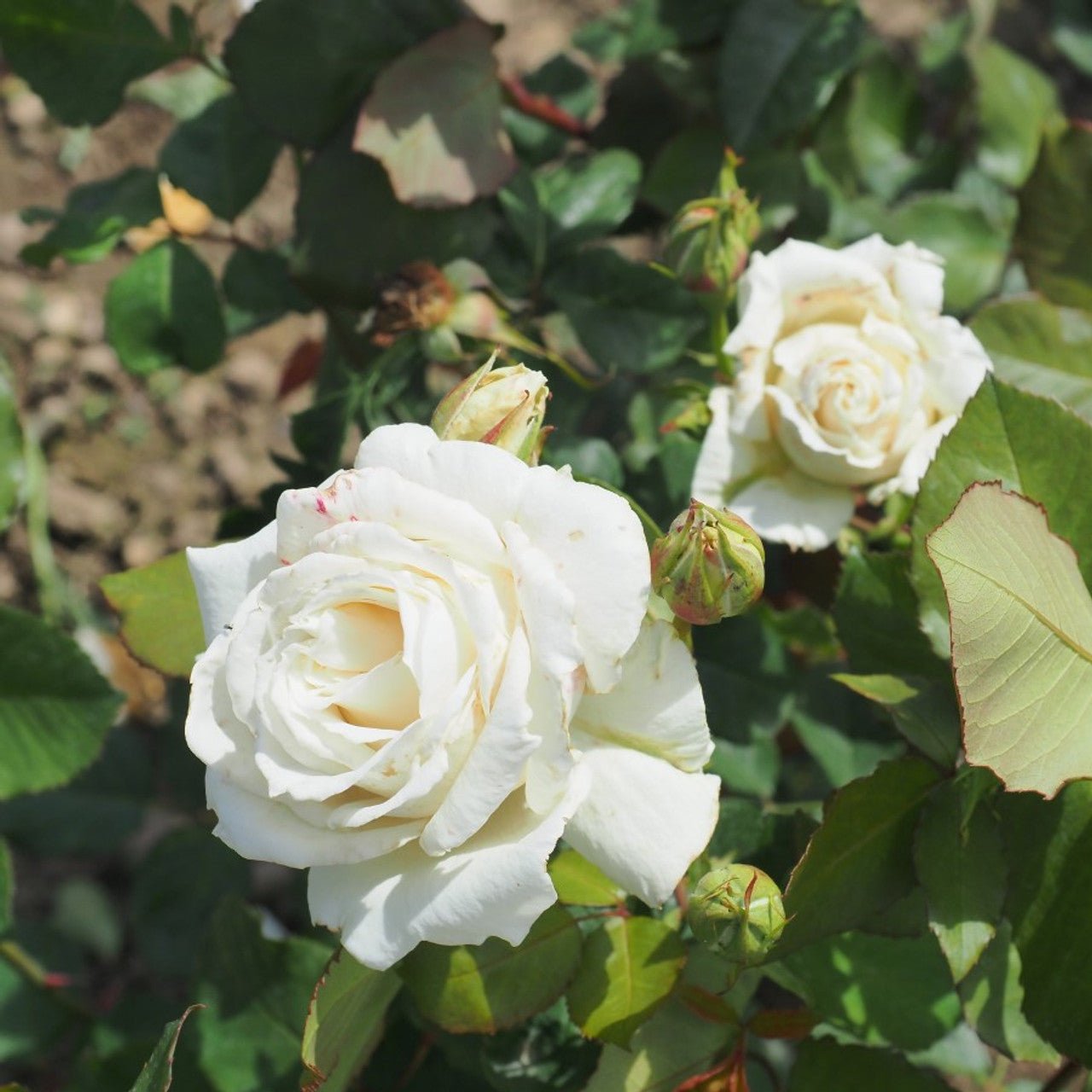 Rose Pascali 2 ft Standards (Rosa) - Ladybird Nursery