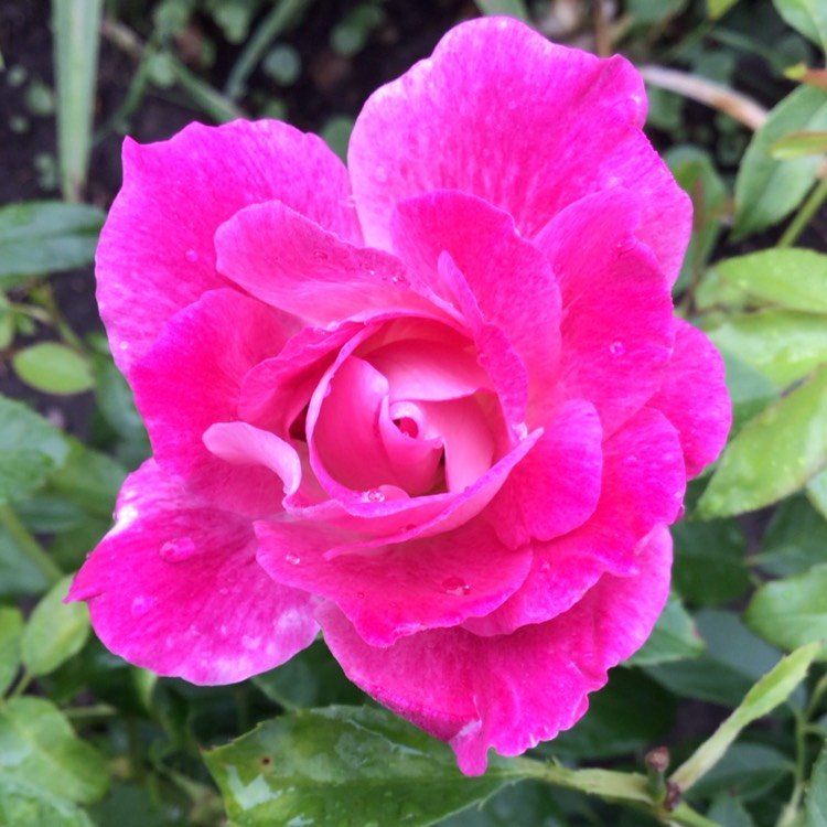 Rose Brilliant Pink Iceberg Standards (Rosa) - Ladybird Nursery