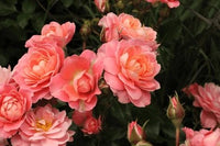 Rose Fragrance King (Rosa)