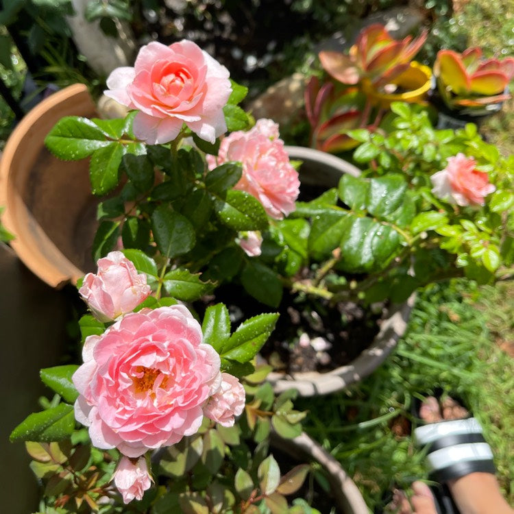 Rosa Terrazza® Scented Peach (Rosa)