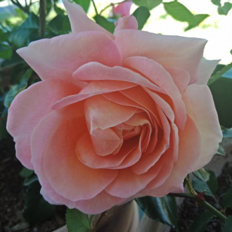 Rosa Terrazza® Scented Peach (Rosa)