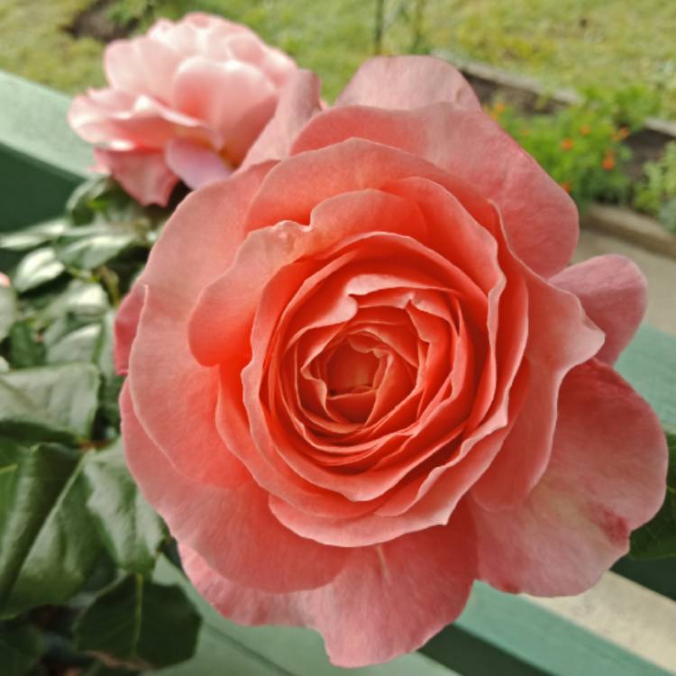 Rose Fragrance King (Rosa) - Ladybird Nursery